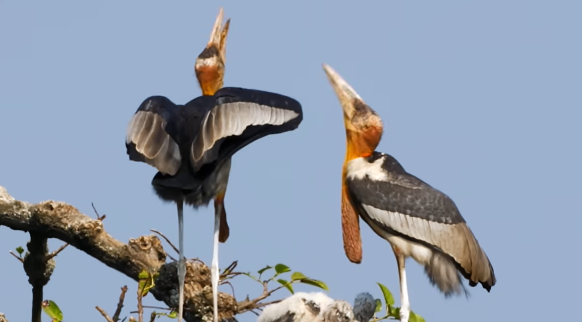 Greater Adjutant